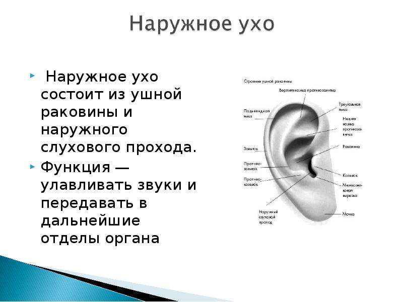 Почему назвали уха. Строение наружного уха. Строение наружного уха хрящ. Схема наружного уха человека. Строение наружного уха анатомия.