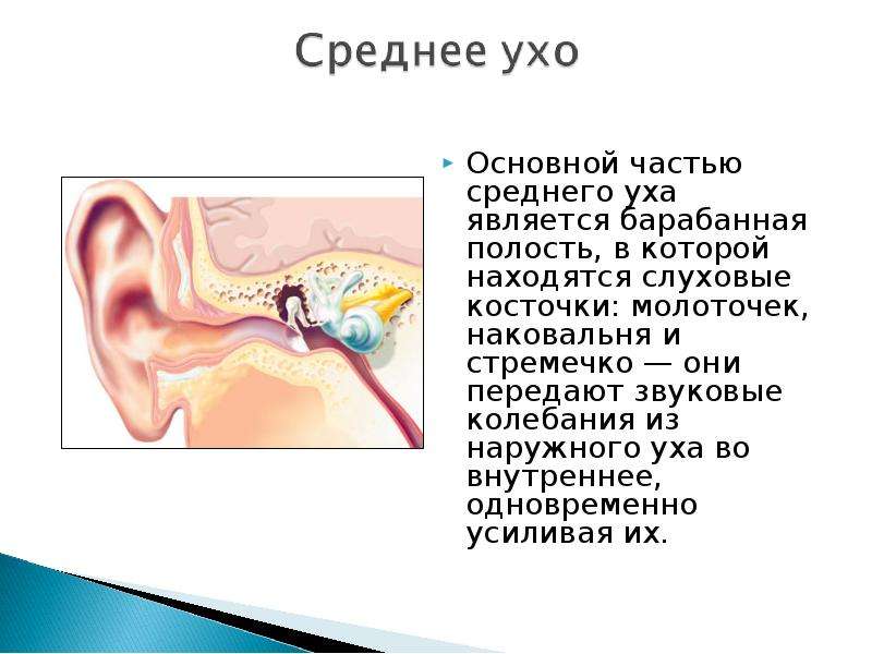 В состав среднего уха входят