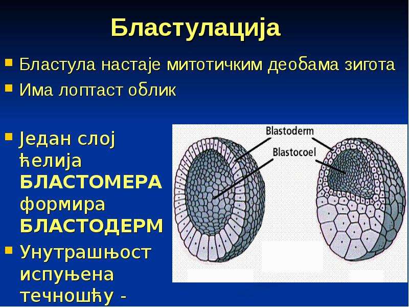 Бластула это. Бластула бластодерма. Сиговая бластула что это. Стадия бластулы бластодерма. Фазия бластулы.