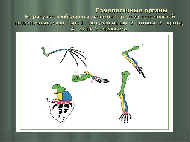 Рассмотрите рисунок 1 найдите и назовите гомологичные кости в конечностях животных