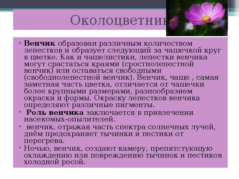 Цветок функции. Функция венчика у цветка. Венчик цветка образован. Околоцветник образуют. Функция лепестков венчика у цветка.