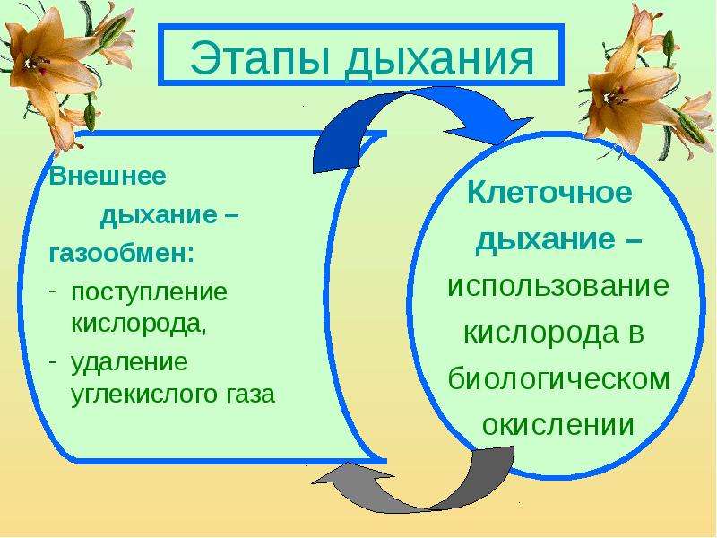 Проект по биологии на тему дыхание 8 класс