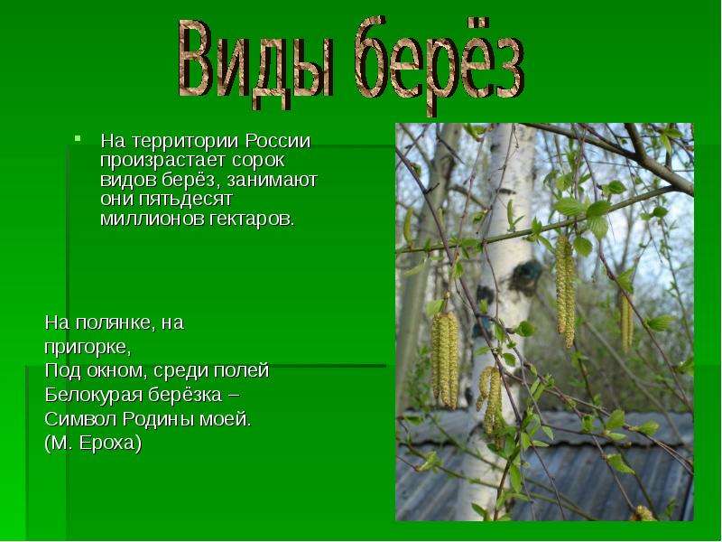 Презентация береза символ россии для начальной школы