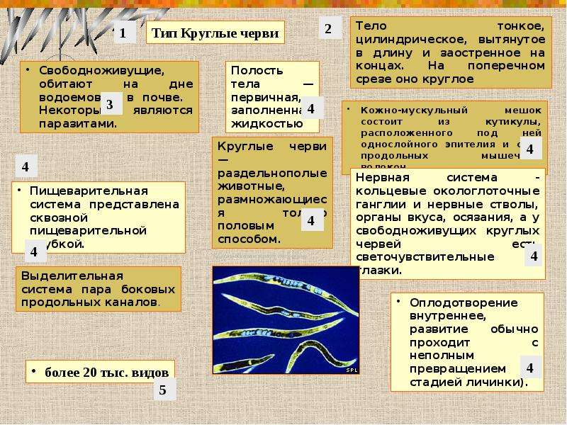 Тип круглые черви признаки типа