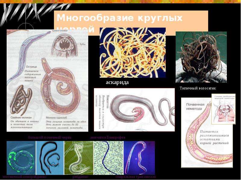 Нематоды паразитология презентация