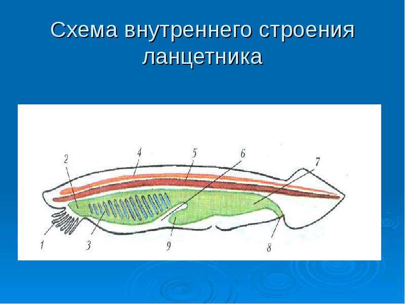 Схема внутреннего строения ланцетника