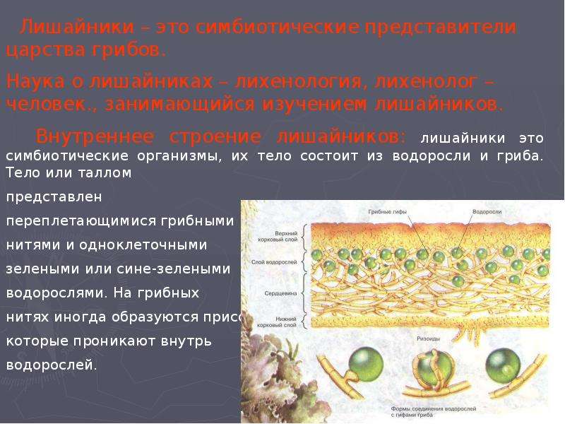 Презентация на тему лишайники