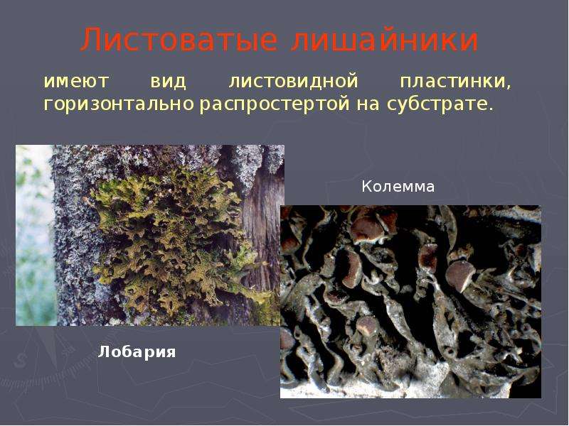 Лишайники питание. Лобария лишайник. Лобария лёгочная. Лишайник лобария легочная. Листоватые лишайники.