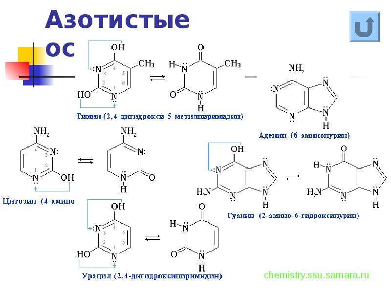 Азотистые основания. Строение аденина и Тимина. Азотистые основания формулы. Соединение аденина и Тимина. Формулы азотистых оснований биохимия.