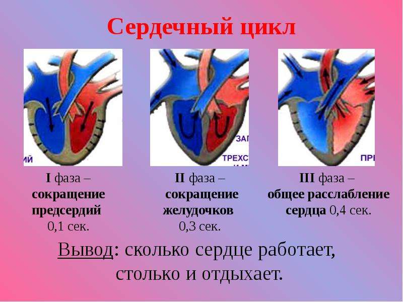 Работа сердца картинки