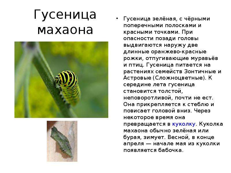 Красная книга гусениц. Красная книга гусениц. Насекомые пермского края. Красная книга гусениц. Гусеница бабочки адмирал.