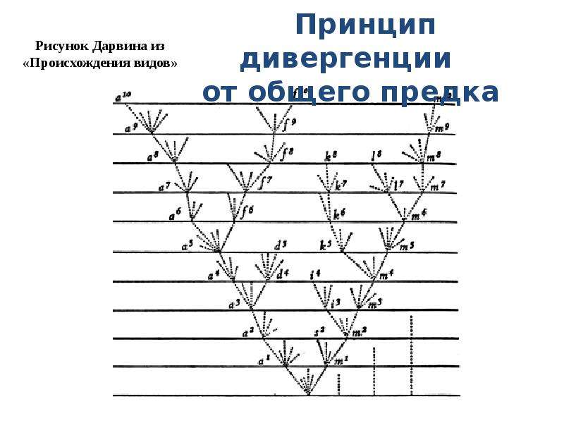 Доклад по теме Закон Харди—Вайнберга