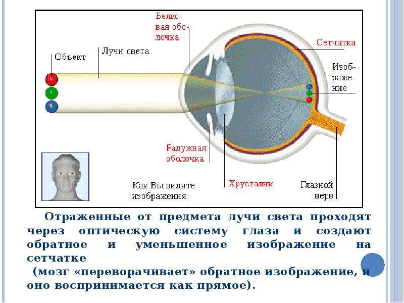 Глаз как проходит свет. Оптическая система глаза (светопроводящий и фокусирующий аппарат).. Схема прохождения лучей через оптическую систему глаза. Механизм работы оптической системы глаза. Порядок прохождения света через глаз.