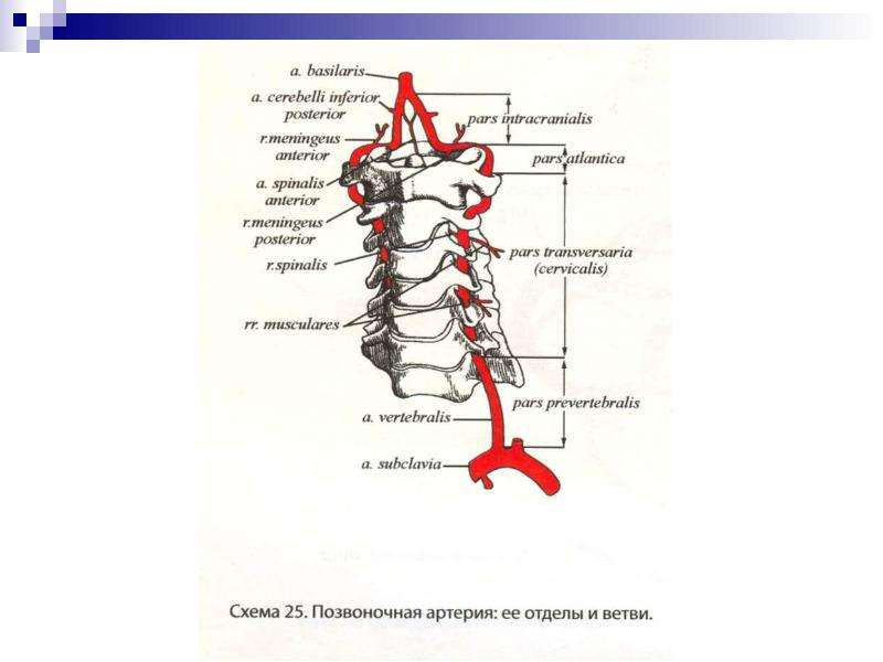 Позвоночная артерия анатомия схема