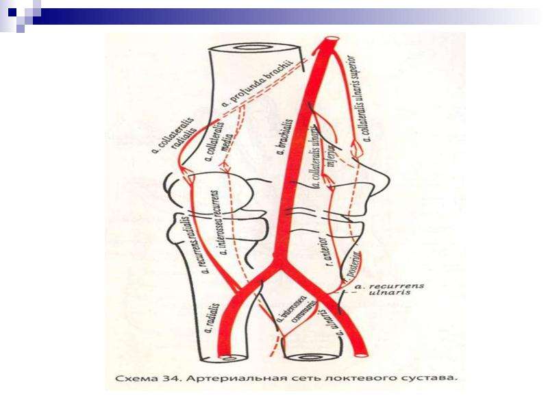 Кровоснабжение коленного сустава схема