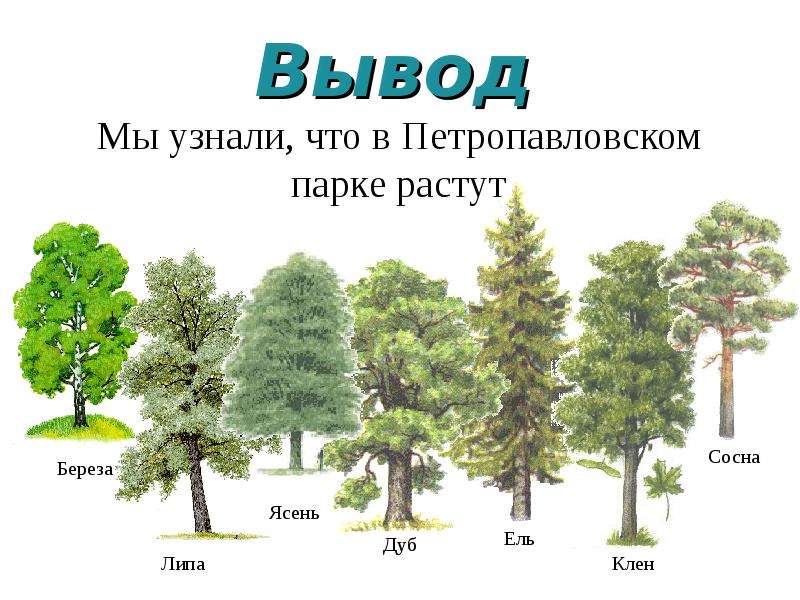 Как отличить деревья. Как определить дерево. Опознай дерево. Как определить свое дерево. Распознавание деревьев по фото.