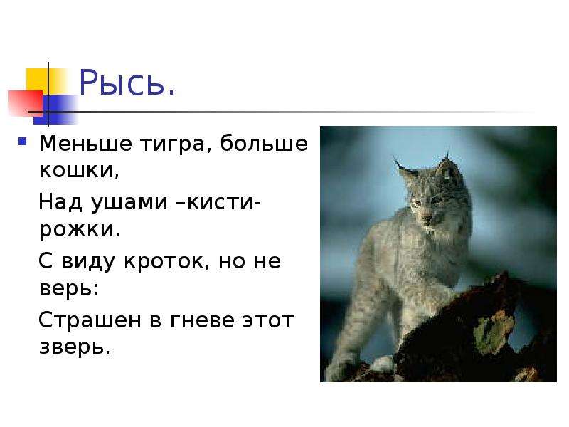 Загадка рысь. Загадки про животных Рысь. Загадка про Рысь. Доклад про Рысь. Загадка про Рыся.