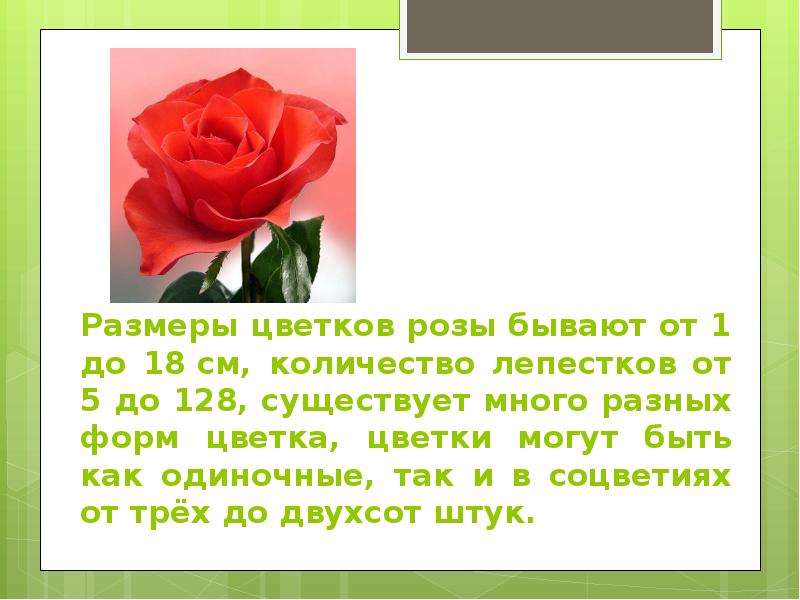 Розочка слова. Описание цветка розы. Описание розы 3 класс. Доклад о Розе.