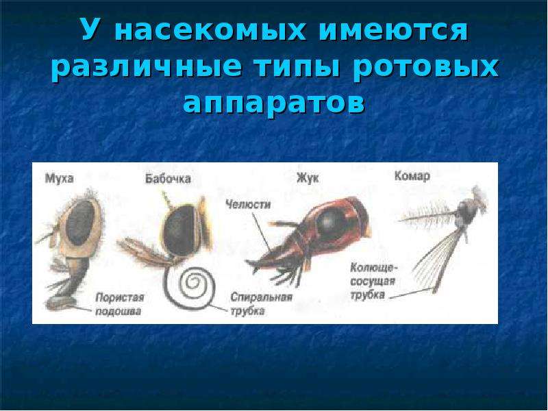 Типы ротовых аппаратов насекомых. Ротовые аппараты членистоногих. Типы ротовых аппаратов членистоногих. Типы ротовых аппаратов класс Членистоногие.