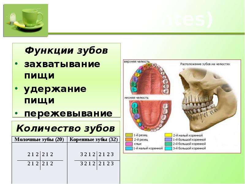 Функции рта. Пищеварение в ротовой полости строение зубов. Презентация по биологии пищеварение в ротовой полости. Функции зубов в пищеварении. Зубы функции в пищеварении.