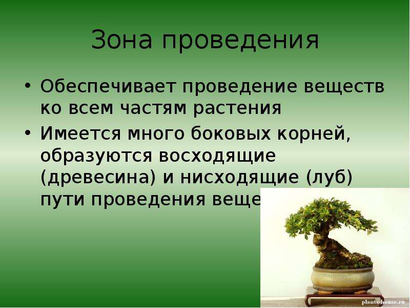 Образованный корень. Корень орган минерального питания растений. Зона проведения у растений. Обеспечивает минеральное питание зона. 23. Корень - орган минерального питания растений.