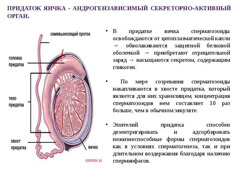 Придаток яичка. Проток придатка яичка функция. Функции придатка яичка. Придаток яичка анатомия строение. Строение яичка и придатка яичка.