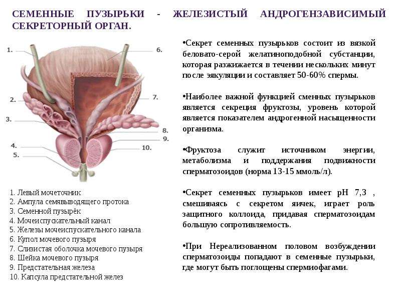 Предстательная железа размеры в норме у мужчин. Семенные пузырьки строение и функции. Строение простаты и мочевого пузыря. Функции предстательной железы анатомия. Предстательная железа и семенные пузырьки анатомия.