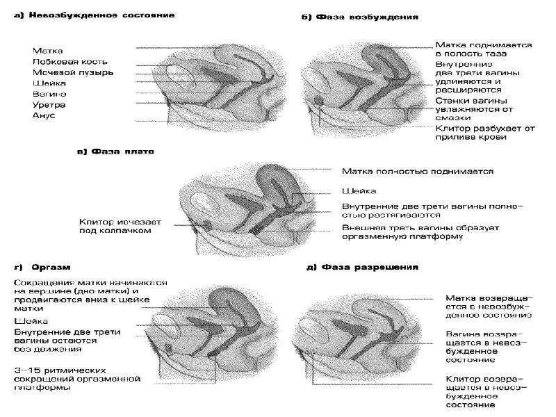 Какова Длина Влагалища