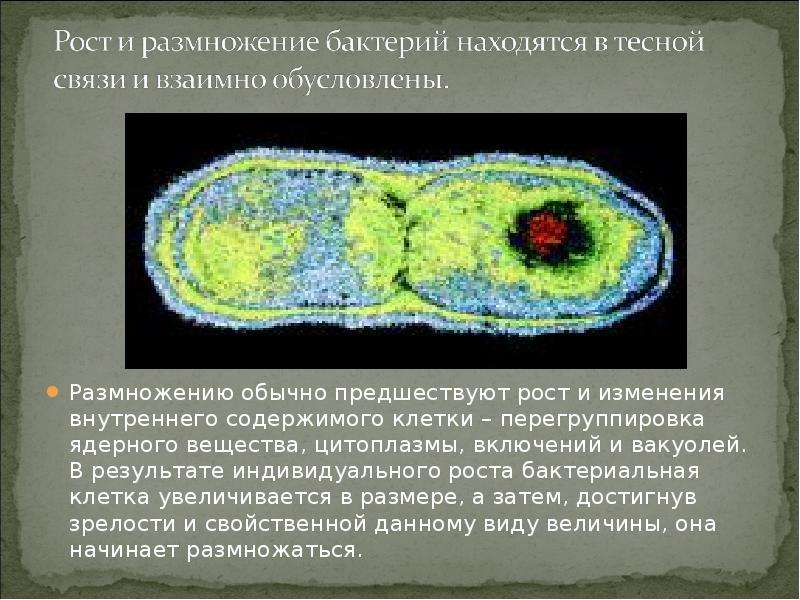 Микромир кто они и как с ними бороться проект