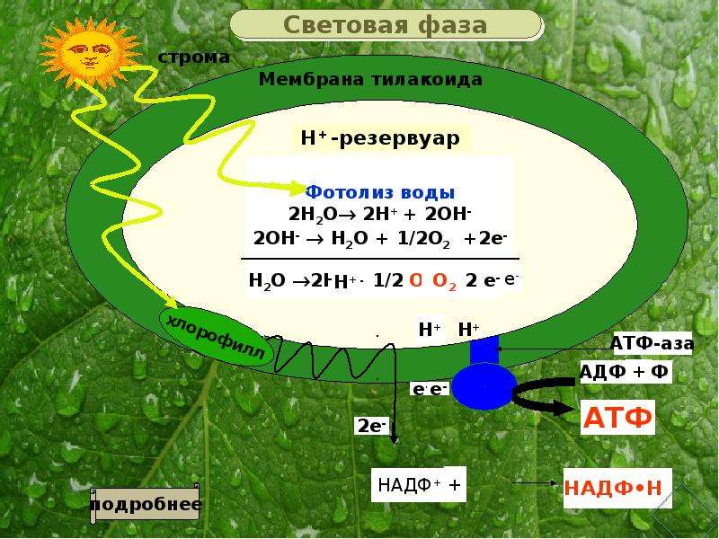 Световая фаза фотосинтеза происходит на мембранах. Фотолиз воды фотосинтез. Световая фаза фотолиз воды. Фотолиз воды фаза фотосинтеза. Схема фотолиза воды при фотосинтезе.