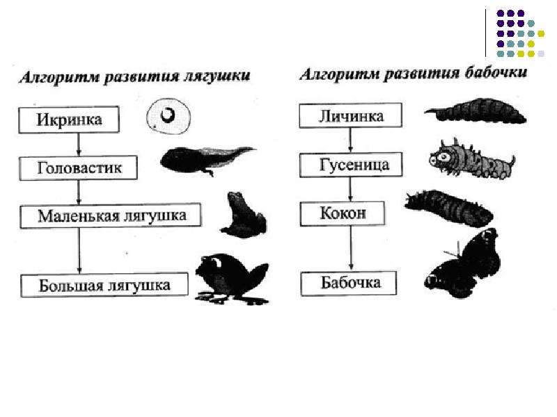 Схема развития лягушки 7 класс