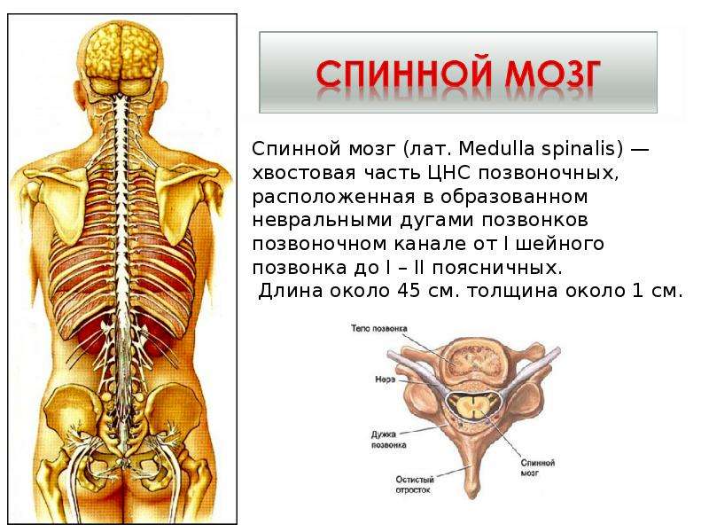 Презентация на тему анатомия