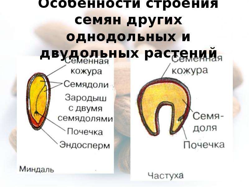 Строение семян 6 класс. Семя однодольного и двудольного растения. Строение семени однодольных и двудольных. Строение семени ЧАСТУХИ. Строение однодольных и двудольных растений.