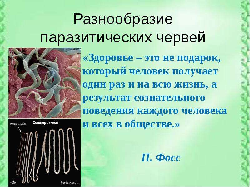 Изучение приспособлений червей к паразитизму. Черви паразиты биология 7 класс сообщение. Сообщение паразитические черви. Паразитарные плоские черви. Доклад про паразитического червя.