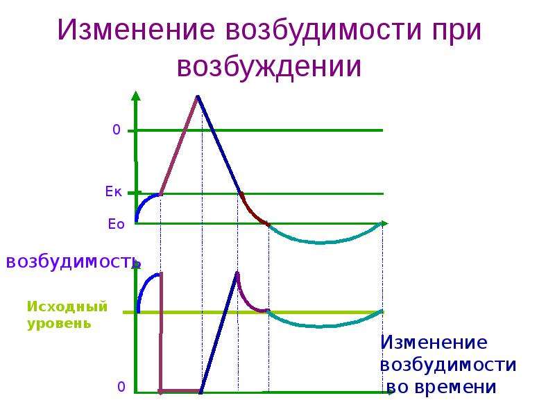 Изменение возбудимости. Изменение возбудимости при возбуждении. Процесс возбуждения график. Изменение возбудимости в процессе возбуждения. График изменения возбудимости.