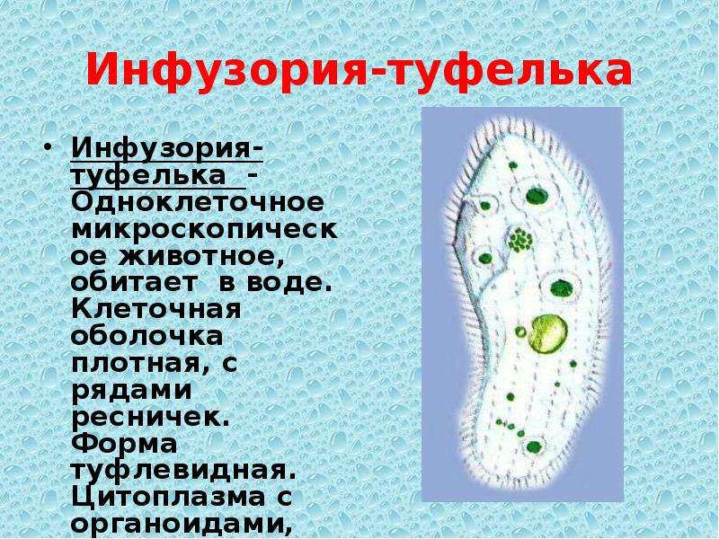 Одноклеточные организмы. Органоиды инфузория туфелька. Инфузория туфелька цитоплазма. Клеточная оболочка инфузории туфельки. Инфузория туфелька 5 класс.