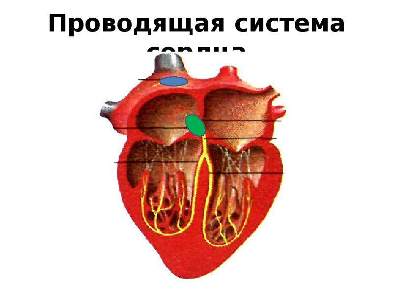 Сердечная система биология 8 класс. Проводящая система сердца gif. Проводящая система сердца гифка. Проводящая сосудистая система. Проводящая система сердца коровы.