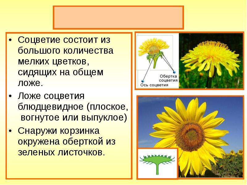 Презентация биология 6 класс сложноцветные