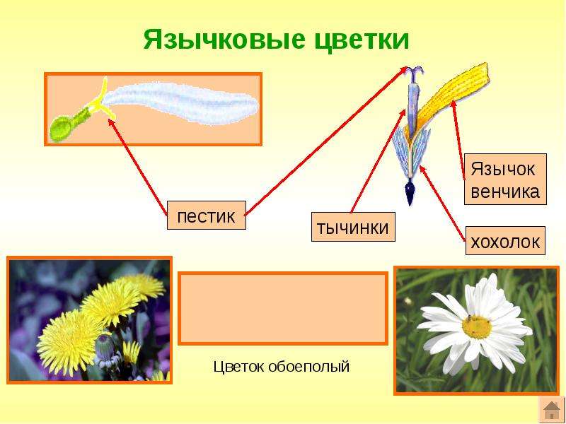 Презентация на тему семейство сложноцветные 6 класс