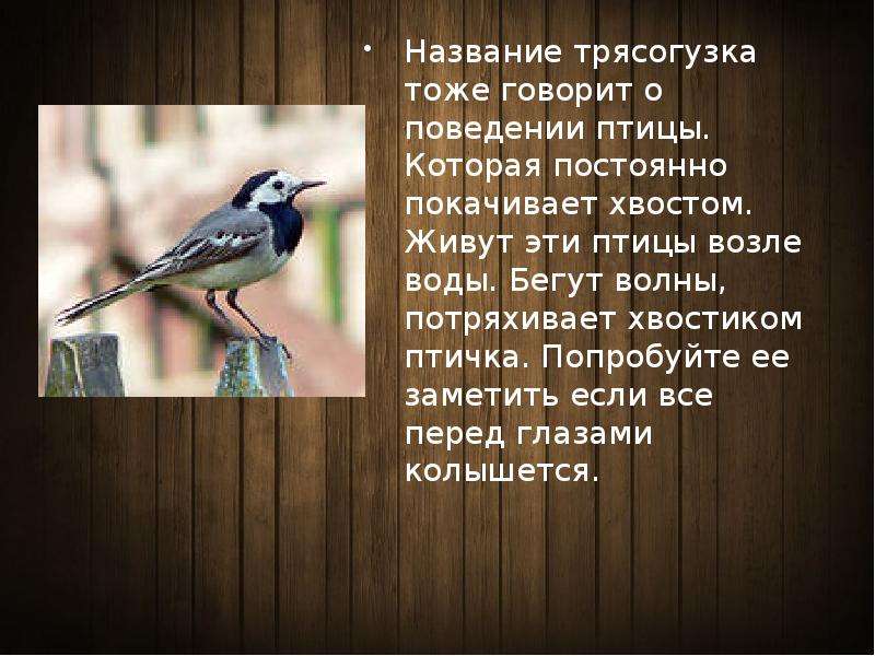 Трясогузка фото птицы и описание почему стучит в окно