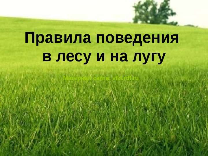 Правила поведения в лесу и на лугу Материал сайта: viki. rdf. ru