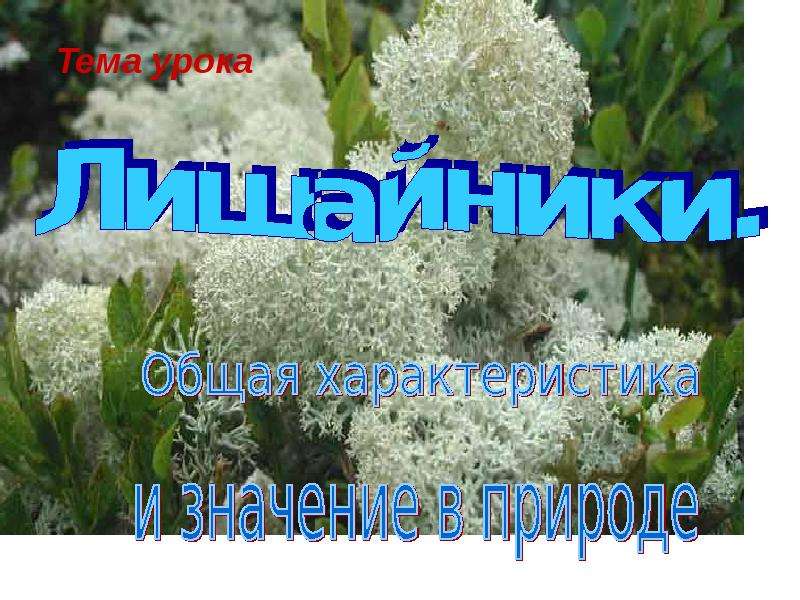 Тест по биологии 5 класс лишайники. Спасибо за внимание лишайники. Лишайник это комплексный организм состоящий из.