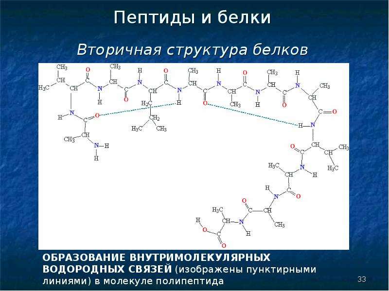 Пептидные белки. Аминокислота это вторичная структура белка. Пептидная и водородная связь. Структура полипептида. Вторичная структура пептидов.