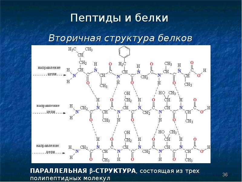 Пептидная структура белка. Структура белки-полипептиды-пептиды. Белок структура. Структура пептидов. Вторичная структура пептидов.