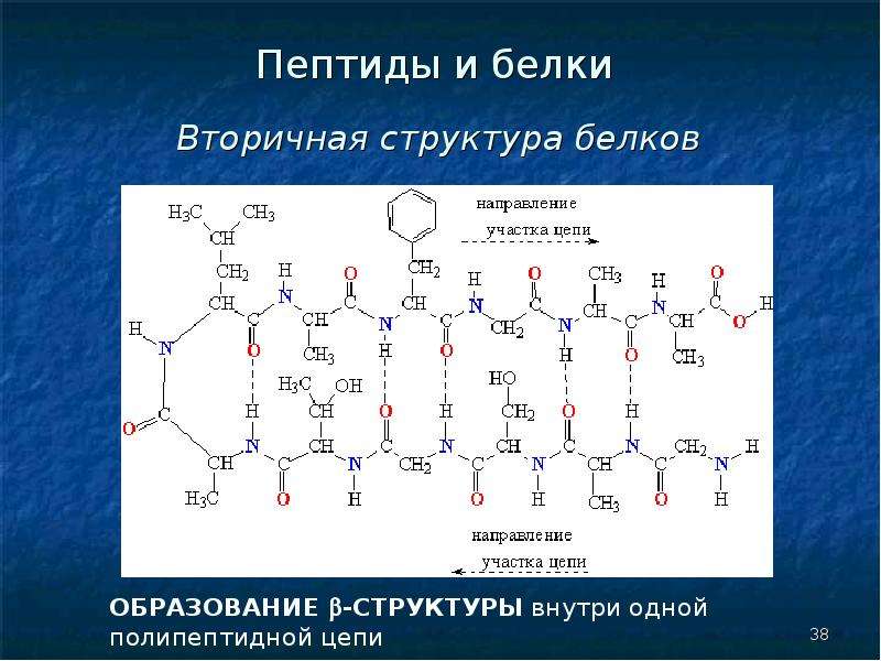 Аминокислоты белки презентация