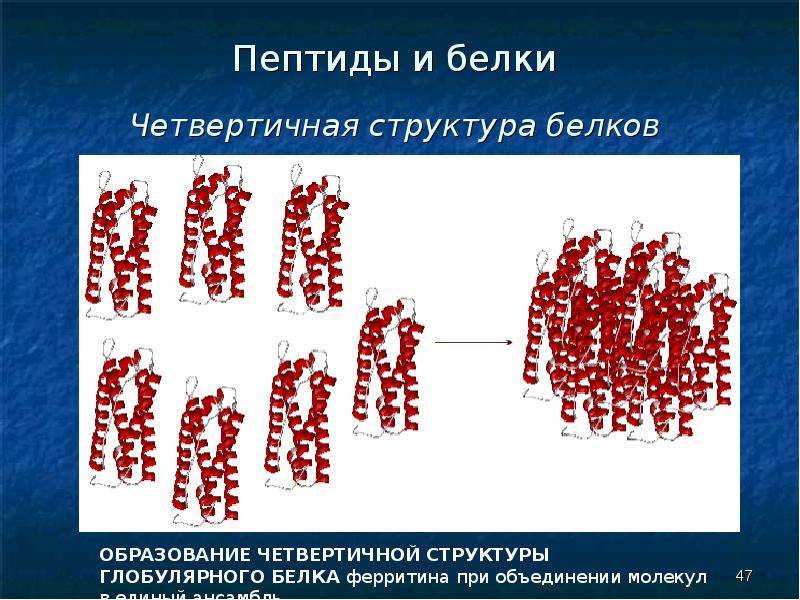 Структурный белок. Четвертичная структура глобулярных белков:. Белки по структуре. Пептидные белки. Четвертичная структура коллагена.