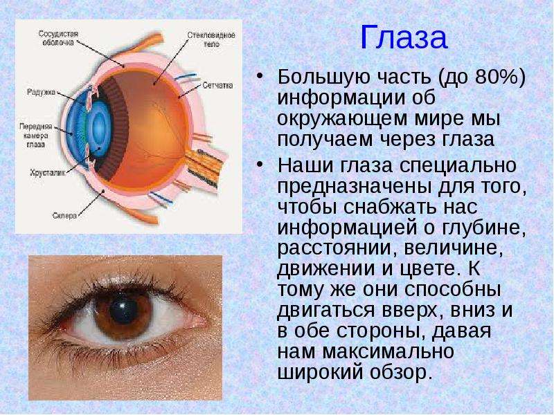 Информация через зрение. Информация через глаза. Информация через глаз человека. Информация о наших глазах. Наши глаза предназначены для того чтобы снабжать нас информацией.