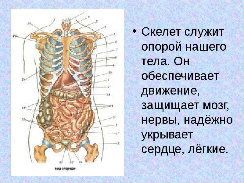 Скелет человека и внутренние органы с описанием фото