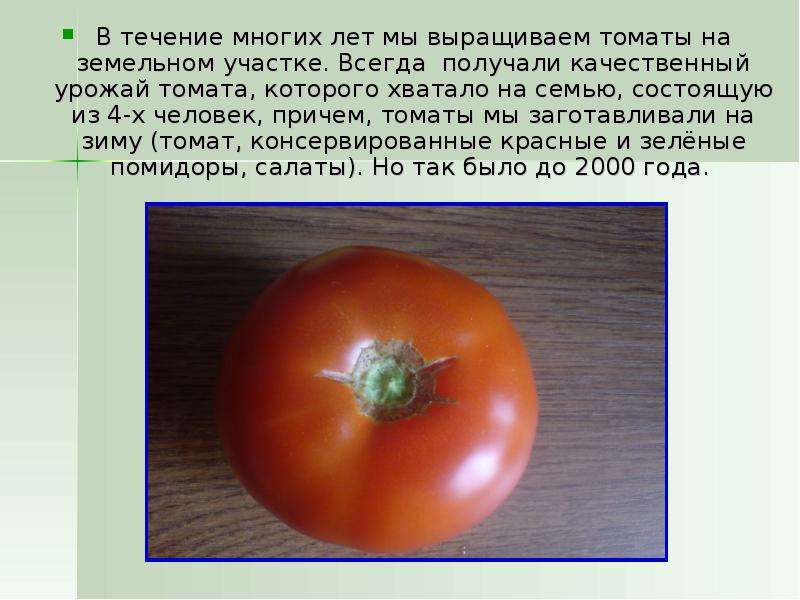 Презентация на тему выращивание помидоров. Помидоры которые растут на земле. Помидоры которые растут по земле. Прививка помидора на помидор.