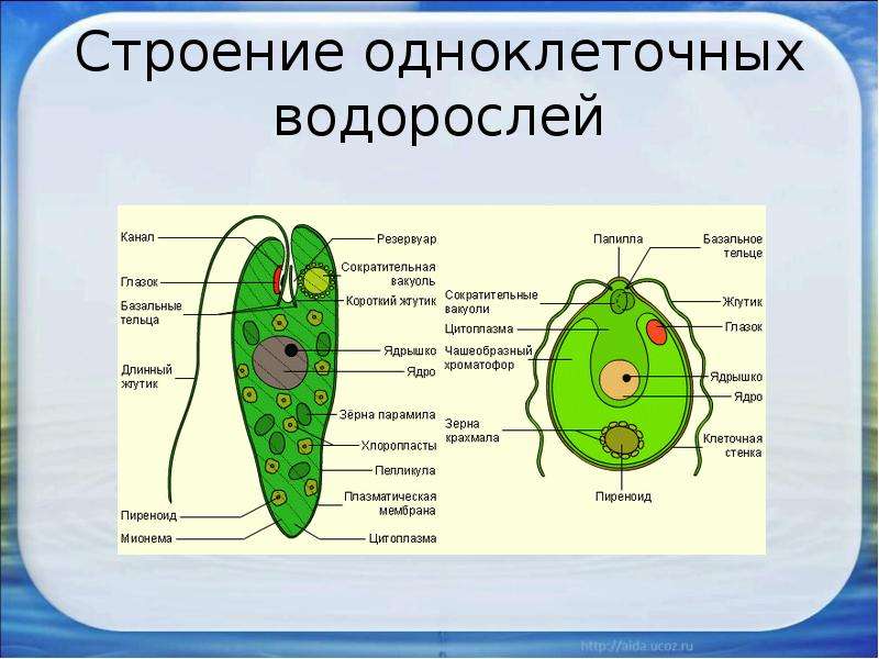 Строение водорослей 5. Строение одноклеточных и многоклеточных водорослей. Строение одноклеточных зеленых водорослей. Строение одноклеточных. Строение одноклеточных водорослей и многоклеточных водорослей.